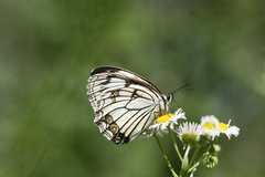Melanargia asiatica