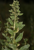 Poverty Weed - Photo (c) Steve Matson, some rights reserved (CC BY), uploaded by Steve Matson