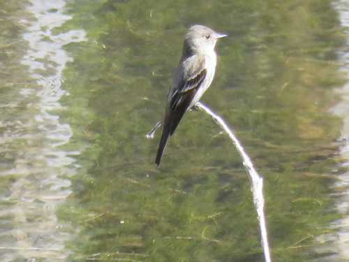iNaturalist observation photo of Western Wood-Pewee