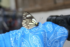 Aporia larraldei