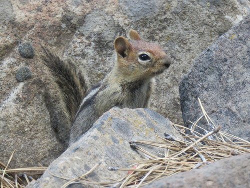 iNaturalist observation photo of Common Golden-mantled Ground Squirrel