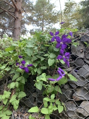 Clematis ranunculoides
