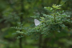 Celastrina argiolus