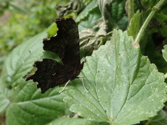 Polygonia oreas oreas