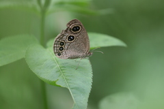 Ypthima ciris