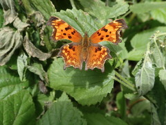 Polygonia oreas oreas