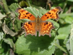 Polygonia oreas oreas
