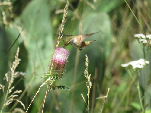 iNaturalist observation photo of Rufous Hummingbird