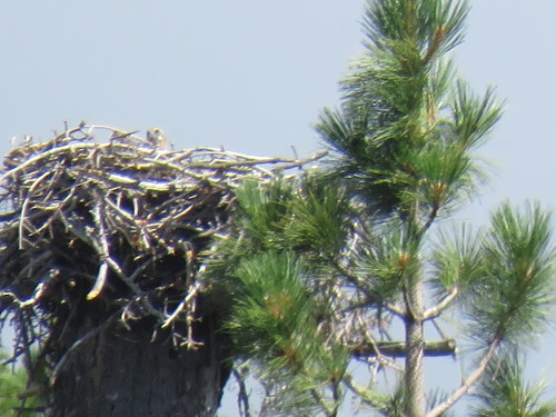 iNaturalist observation photo of Osprey