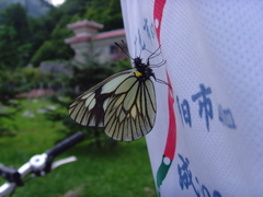 Aporia acraea