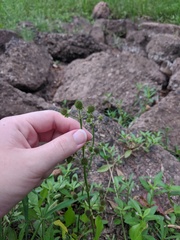 Geum canadense texanum