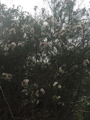 Leptospermum
