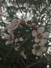 Leptospermum