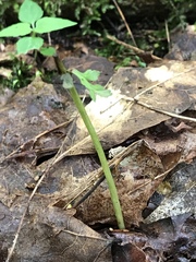 Botrychium matricariifolium