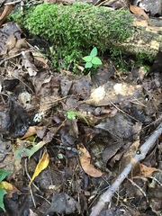 Botrychium matricariifolium