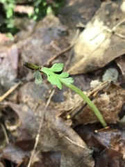 Botrychium matricariifolium