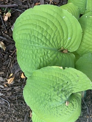 Hosta sieboldiana