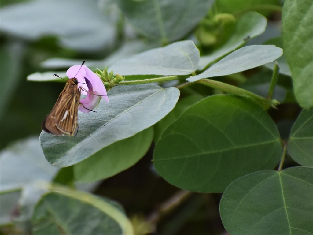 Salt Marsh Skipper from James Island, Charleston, SC 29412, USA on