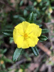 Hibbertia bracteata