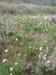 Calochortus eurycarpus