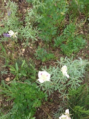 Calochortus eurycarpus