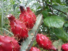 Acanthocereus hesperius