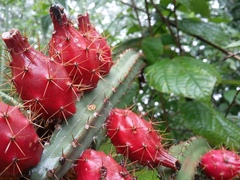 Acanthocereus hesperius