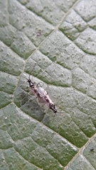 Tupiocoris
