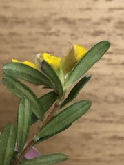 Hibbertia bracteata
