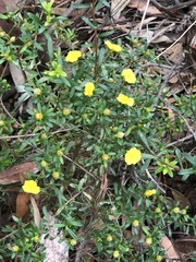 Hibbertia bracteata