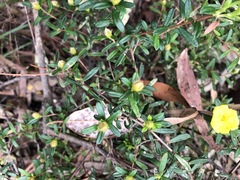 Hibbertia bracteata