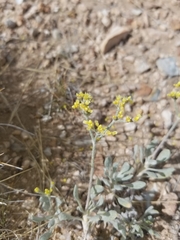 Eriogonum brevicaule