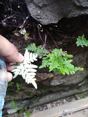 Aleuritopteris argentea