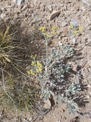 Eriogonum brevicaule