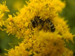 Colletes simulans