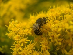 Colletes simulans