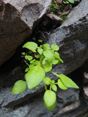 Sedum stellariifolium