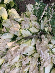 Hosta albofarinosa