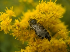 Colletes simulans