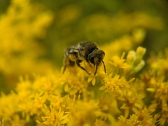 Colletes simulans