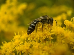 Colletes simulans