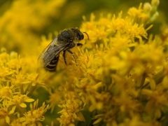 Colletes simulans