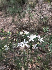 Philotheca hispidula