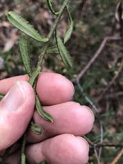 Philotheca hispidula