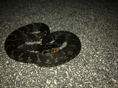 Nerodia fasciata × clarkii