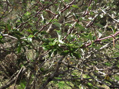 Berberis chilensis