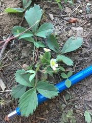 Fragaria cascadensis