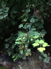 Spiraea trilobata