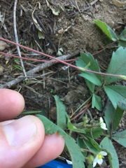 Fragaria cascadensis