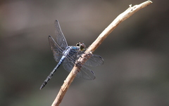 Cratilla lineata